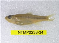 藏品(平頜鱲)的圖片